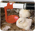 Livestock Supplies - TekSupply