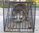 Rodent & Pest Control - TekSupply