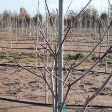 New Products - Fiberglass Tree Stakes