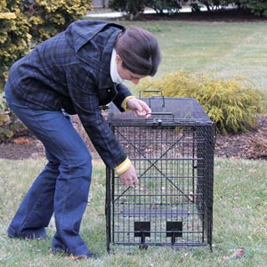 Rodent &amp; Pest Control - Foldable Live Animal Trap - Small