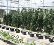 Demonstration Greenhouses - TekSupply