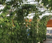 Demonstration Greenhouses - TekSupply