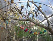 Aviary Greenhouse - TekSupply