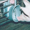  - Hog Watering Systems