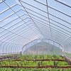 Greenhouse Construction - Greenhouse Films - Sun Master&reg; 6 MIL 4 Year 55% Greenhouse Film