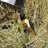 Greenhouse Construction - Greenhouse Anchors
