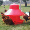 Poultry Management - Poultry Feeders