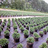 Greenhouse Accessories - Greenhouse Flooring