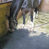Monthly Specials - Dyno Extreme Duty EVA Mat 4' x 6' Straight Edge - On Sale!