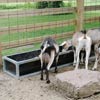 Livestock Management - Livestock Feeding - Stay Clean Brute Feed Bunks