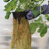 New Products - Net Pots