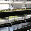 New Products - Ponic 2-Tier System