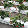 New Products - Expert Gro Slabs