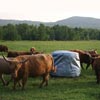 Round Hay Bale Cover - 5'W x 5'L
