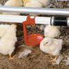 Poultry Management - Poultry Watering Systems - 360° HI-V Broiler Kits