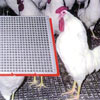 Poultry &amp; Gamebird Supplies - Poultry Fencing & Flooring