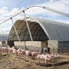  - Hog Housing