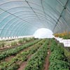 High Tunnels &amp; Cold Frames - High Tunnels