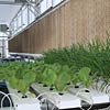 New Products - GT50 NFT Hydroponic Lettuce Systems
