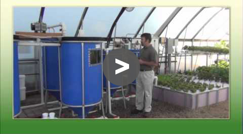 Aquaponic Tips - Aquaponic Systems - YouTube Video
