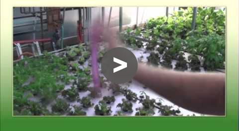 Aquaponic Tips - Testing the system's water - YouTube Video