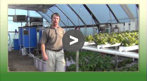 Aquaponic Tips - When do you harvest - YouTube Video